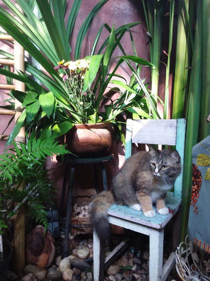 Ban Muang Pha Your Home In Mae Rim מראה חיצוני תמונה