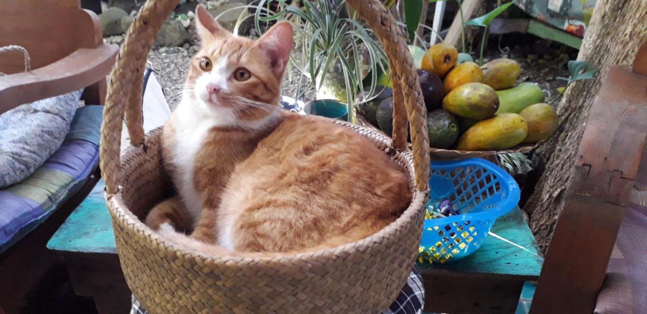 Ban Muang Pha Your Home In Mae Rim מראה חיצוני תמונה
